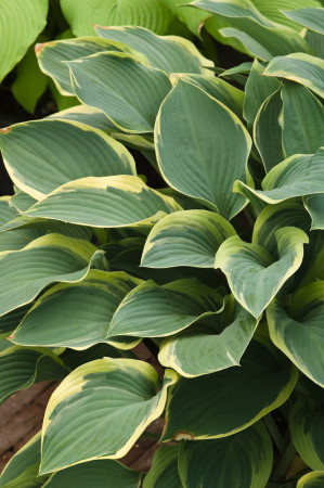 Funkia 'Regal Splendor' Hosta