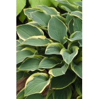 Funkia 'Regal Splendor' Hosta