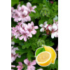 pelargonia zapachowa, pelargonia cytrynowa, pelargonia o zapachu cytryny
