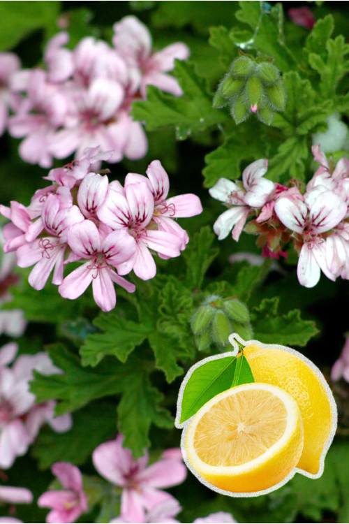 pelargonia zapachowa, pelargonia cytrynowa, pelargonia o zapachu cytryny