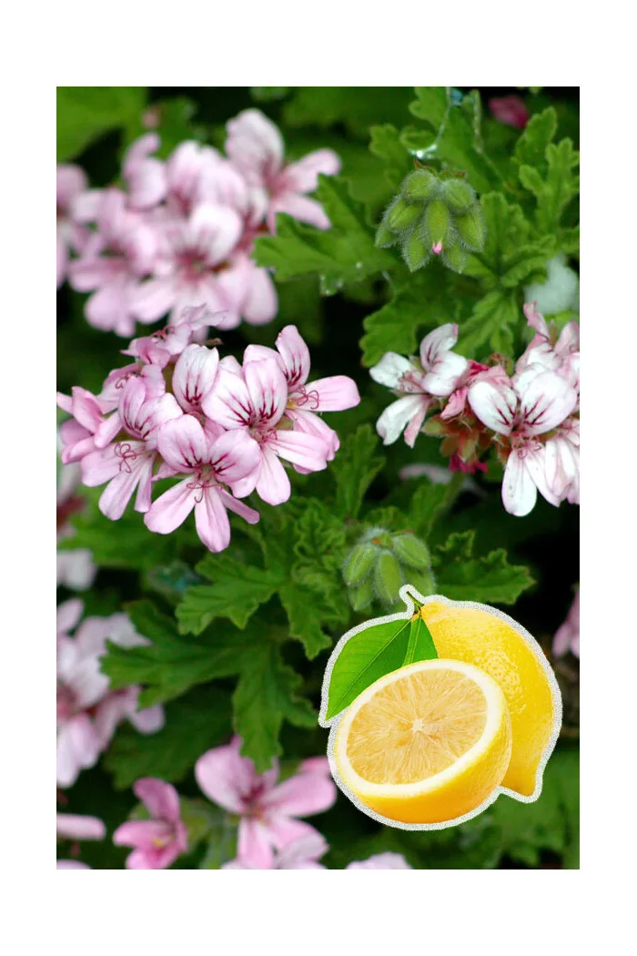 pelargonia zapachowa, pelargonia cytrynowa, pelargonia o zapachu cytryny