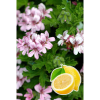 pelargonia zapachowa, pelargonia cytrynowa, pelargonia o zapachu cytryny