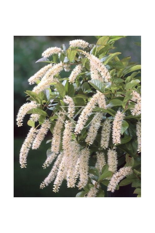 Itea amerykańska 'Long Spire' Itea virgnica