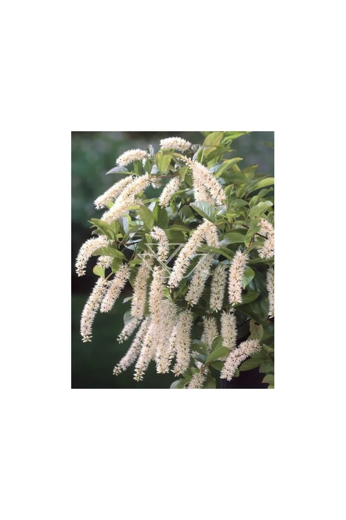 Itea amerykańska 'Long Spire' Itea virgnica