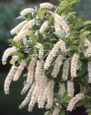 Itea amerykańska 'Long Spire' Itea virgnica
