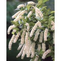 Itea amerykańska 'Long Spire' Itea virgnica