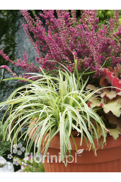 turzyca, turzyca morrowa, turzyca Silver Sceptre, carex