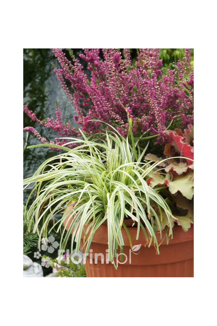 turzyca, turzyca morrowa, turzyca Silver Sceptre, carex