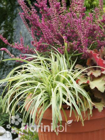 turzyca, turzyca morrowa, turzyca Silver Sceptre, carex