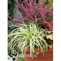 turzyca, turzyca morrowa, turzyca Silver Sceptre, carex