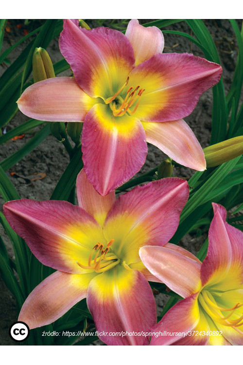 Liliowiec 'Nile Crane' Hemerocallis