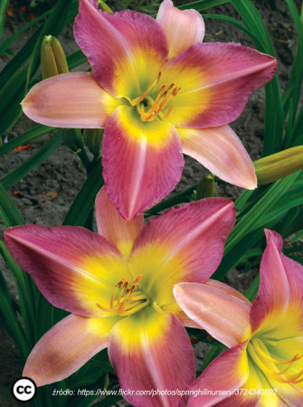 Liliowiec 'Nile Crane' Hemerocallis