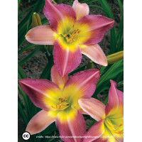 Liliowiec 'Nile Crane' Hemerocallis