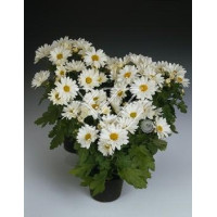 Złocień arktyczny | Arctanthemum arcticum