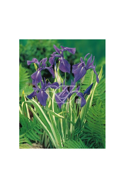 Kosaciec (Irys) gładki 'Variegata' Iris laevigata