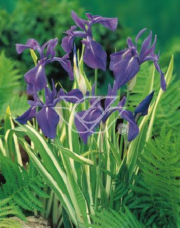 Kosaciec (Irys) gładki 'Variegata' Iris laevigata