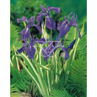 Kosaciec (Irys) gładki 'Variegata' Iris laevigata
