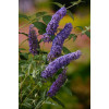 Budleja Dawida 'Nanho Blue' Buddleja davidii