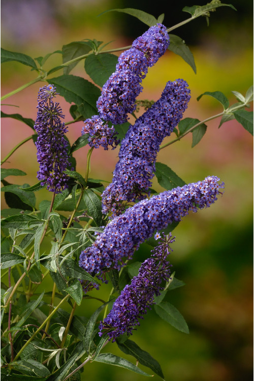 Budleja Dawida 'Nanho Blue' Buddleja davidii