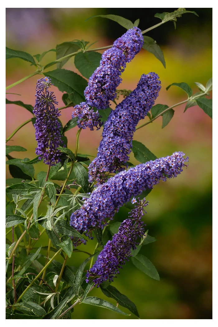 Budleja Dawida 'Nanho Blue' Buddleja davidii