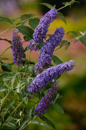 Budleja Dawida 'Nanho Blue' Buddleja davidii
