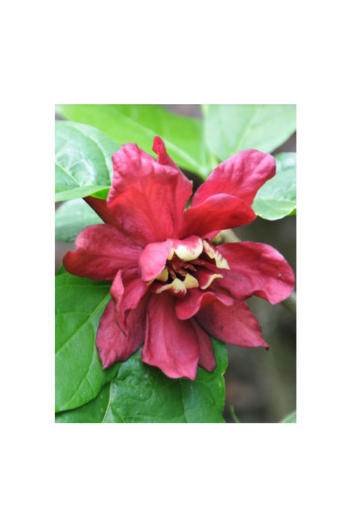 Kielichowiec Raulstona 'Hartlage Wine' | Calycanthus x raulstonii