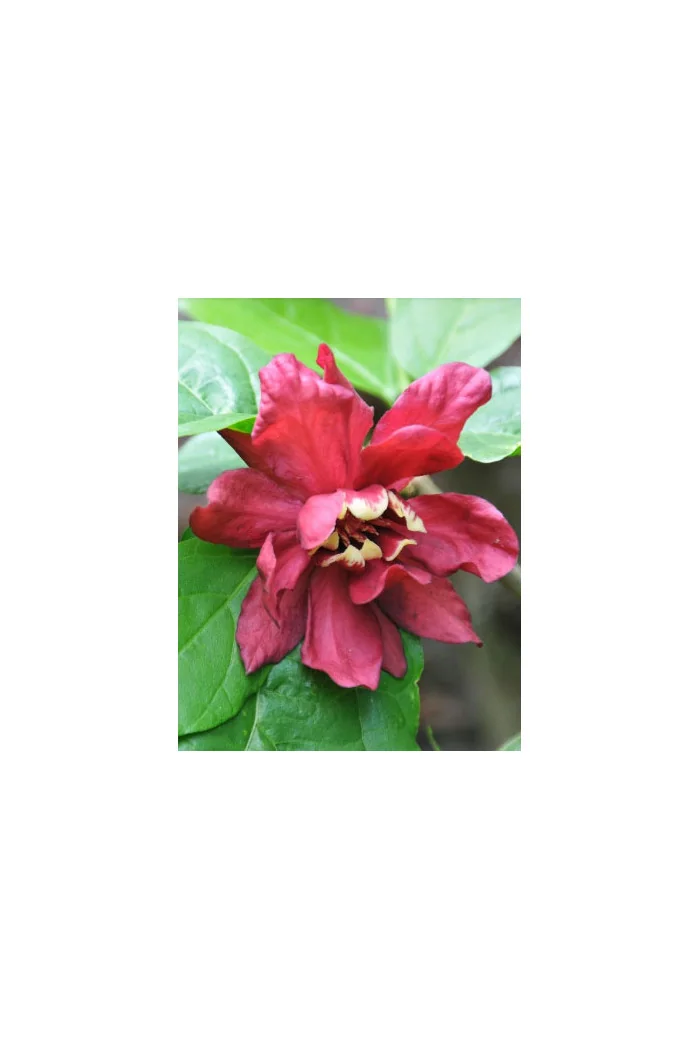 Kielichowiec Raulstona 'Hartlage Wine' | Calycanthus x raulstonii