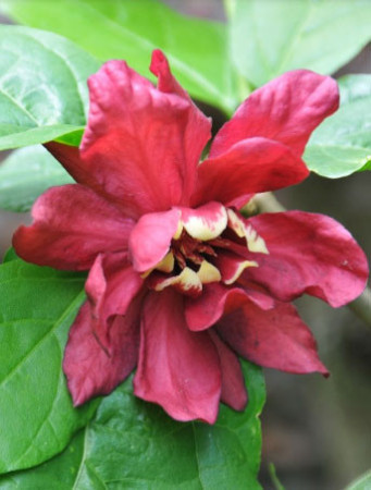 Kielichowiec Raulstona 'Hartlage Wine' | Calycanthus x raulstonii
