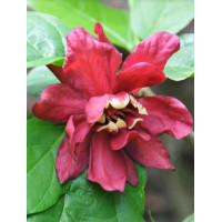 Kielichowiec Raulstona 'Hartlage Wine' | Calycanthus x raulstonii