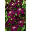 Powojnik 'Niobe' | Clematis