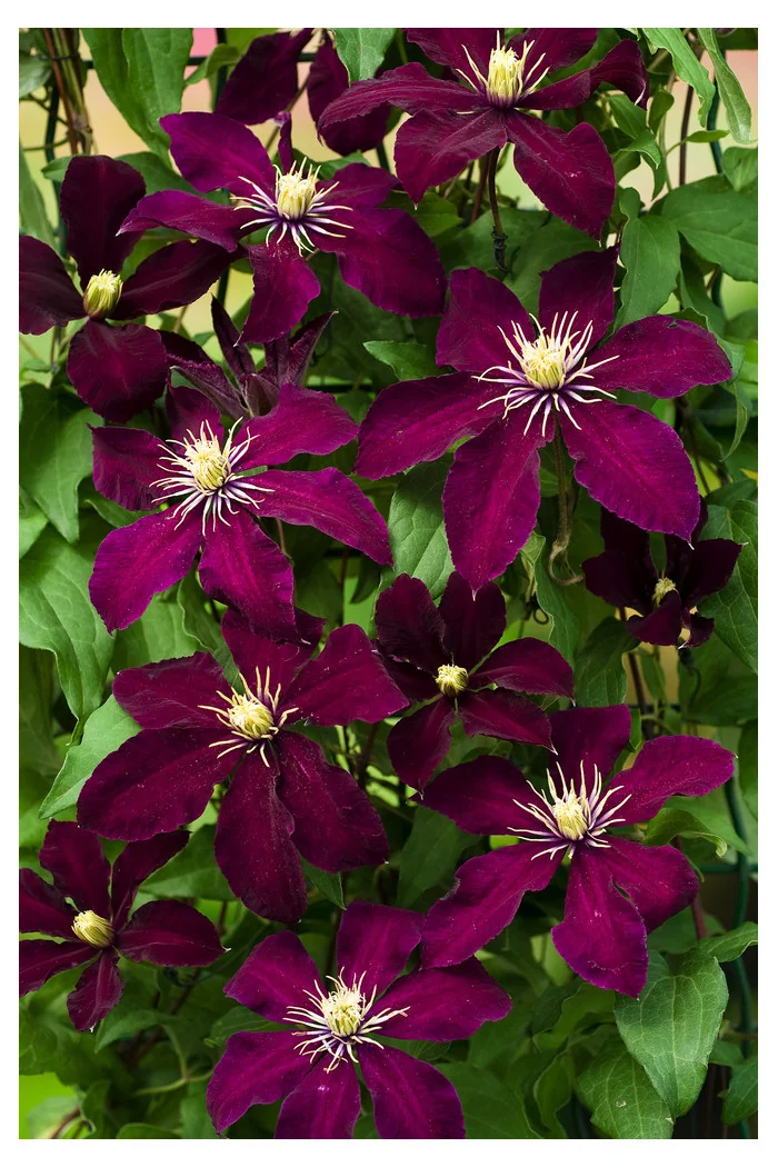Powojnik 'Niobe' | Clematis