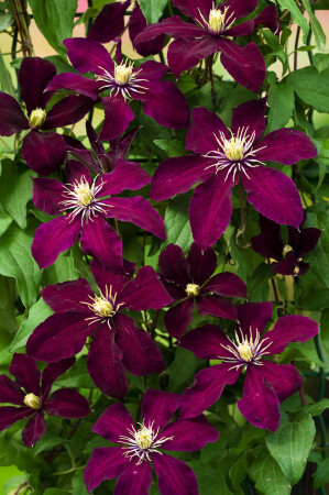 Powojnik 'Niobe' | Clematis