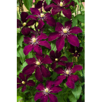 Powojnik 'Niobe' | Clematis