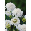 Driakiew 'Perfecta Alba' | Scabiosa