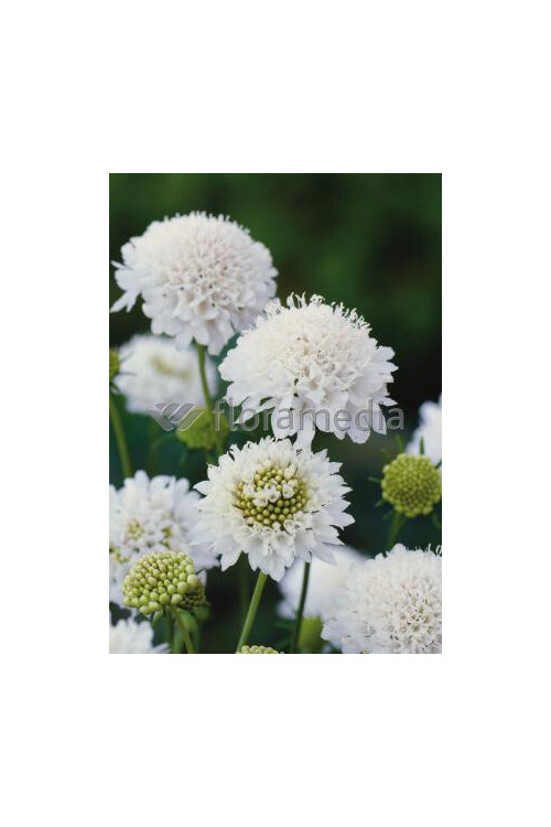 Driakiew 'Perfecta Alba' | Scabiosa