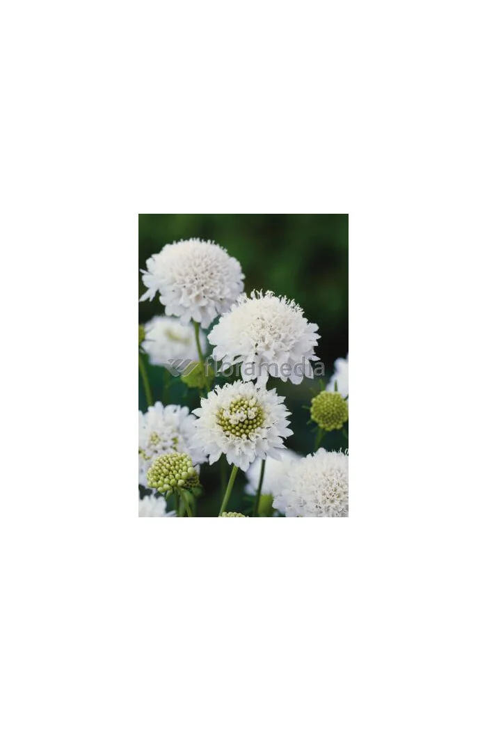 Driakiew 'Perfecta Alba' | Scabiosa