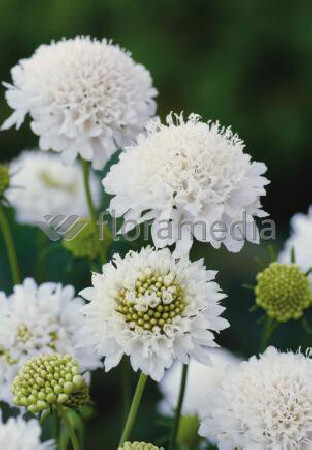 Driakiew 'Perfecta Alba' | Scabiosa
