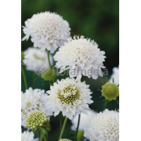 Driakiew 'Perfecta Alba' | Scabiosa
