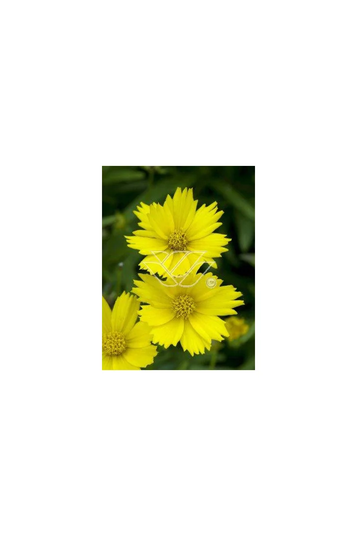 Nachyłek 'Citrine' Coreopsis