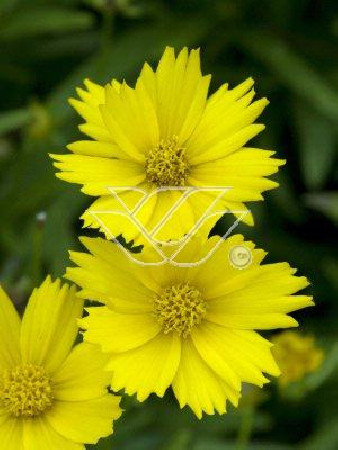 Nachyłek 'Citrine' Coreopsis