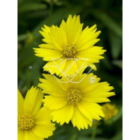 Nachyłek 'Citrine' Coreopsis