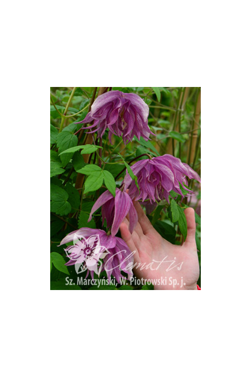 Powojnik 'Purple Dream' | Clematis