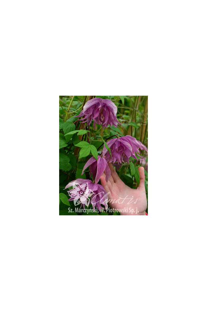 Powojnik 'Purple Dream' | Clematis