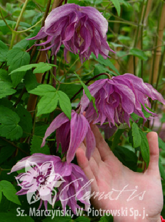 Powojnik 'Purple Dream' | Clematis
