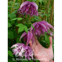 Powojnik 'Purple Dream' | Clematis