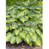 Funkia 'June' Hosta