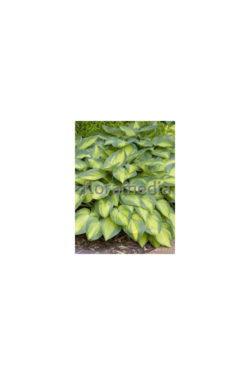 Funkia 'June' Hosta