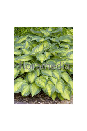 Funkia 'June' Hosta