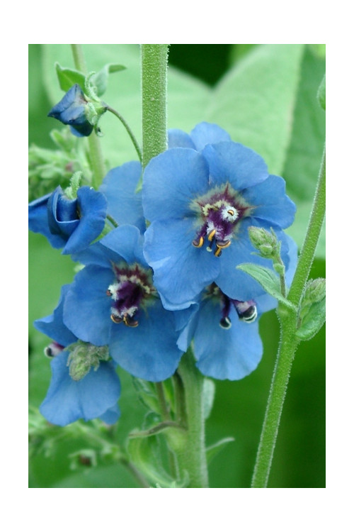 Dziewanna 'Blue Lagoon' Verbascum