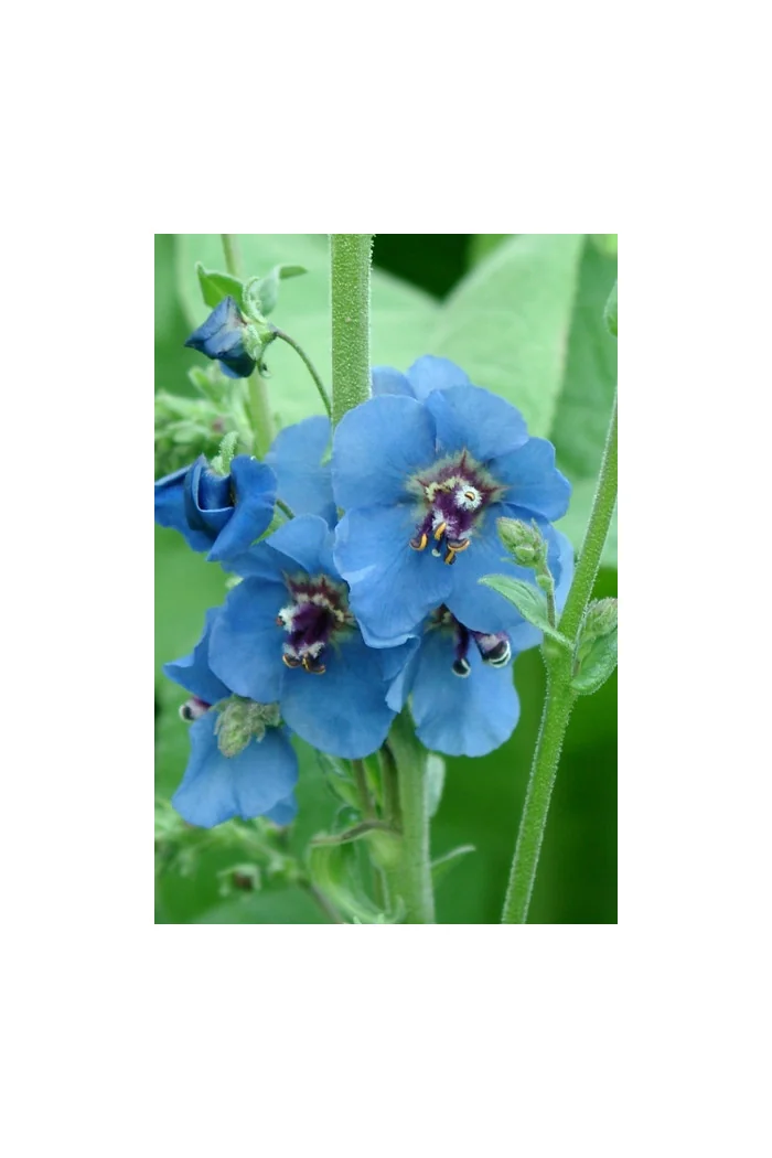 Dziewanna 'Blue Lagoon' Verbascum